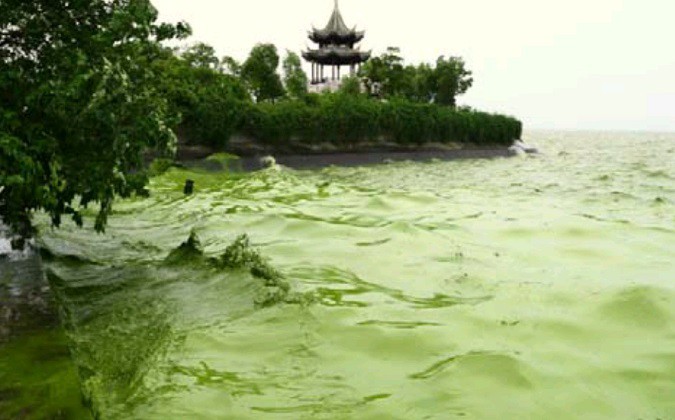 Algal blooms can present problems for ecosystems and human society Algal blooms can present problems for ecosystems and human society